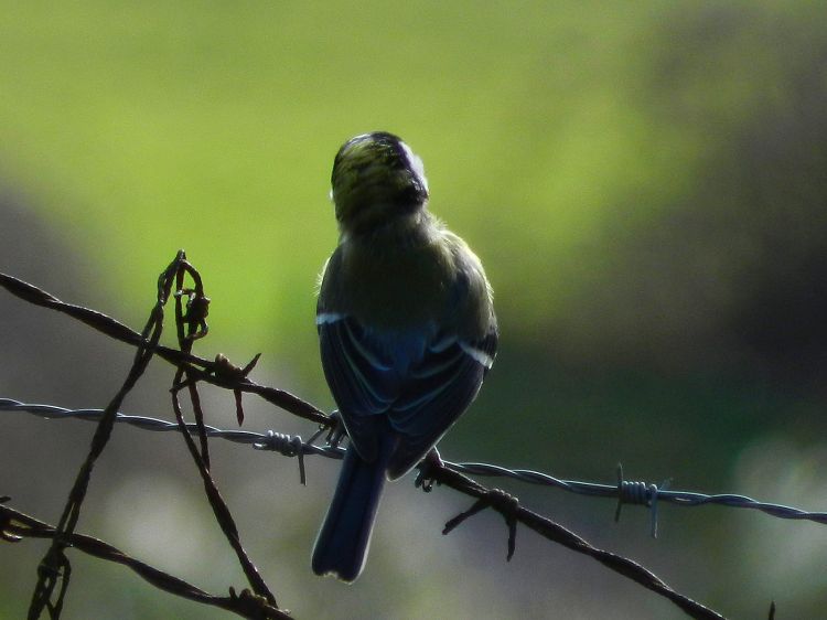 Wallpapers Animals Birds - Chickadees Le chemin de la libert 