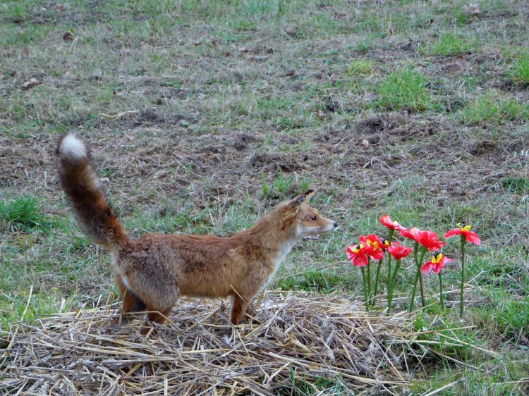 Fonds d'cran Animaux Renards Renard