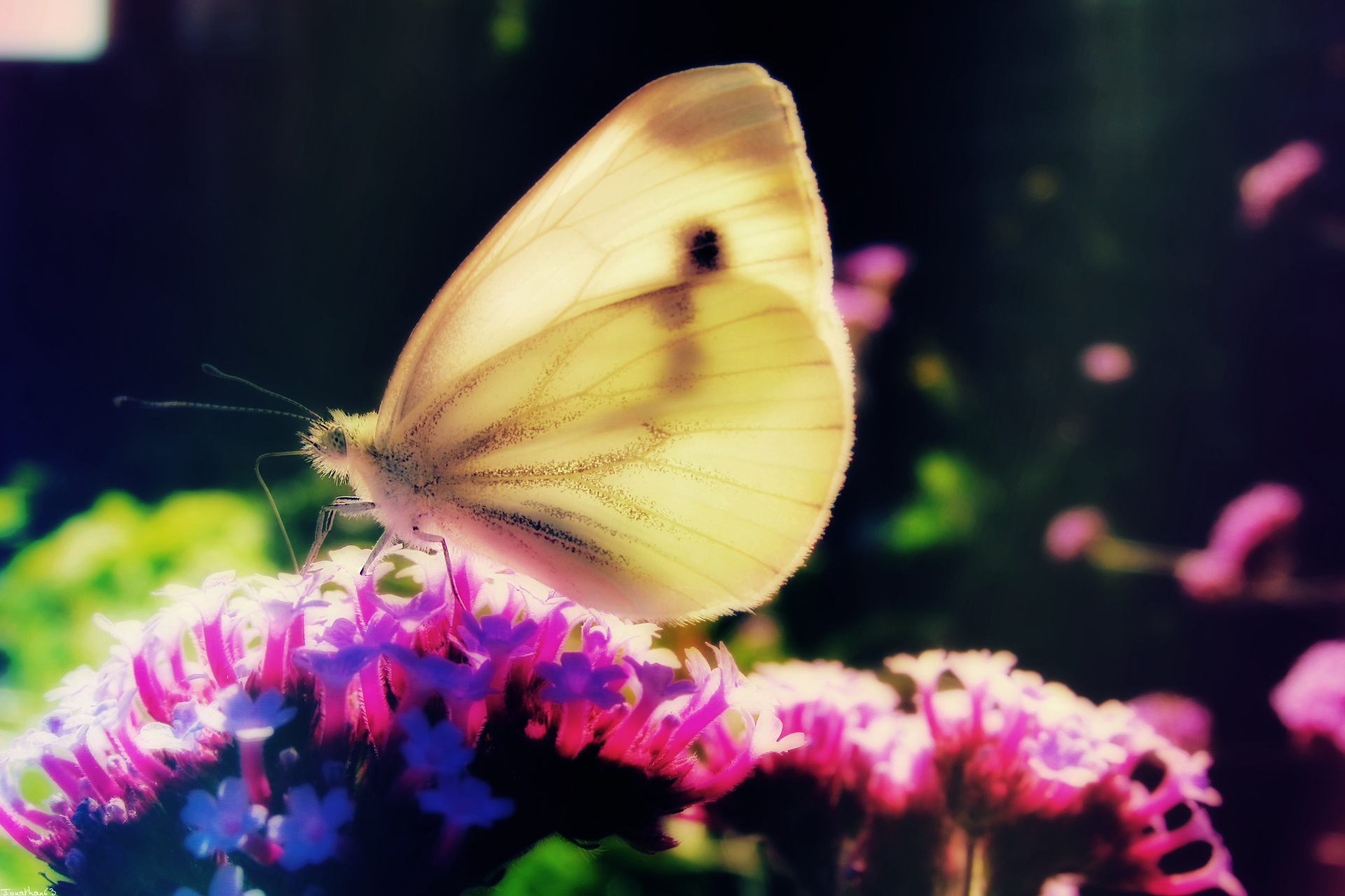 Wallpapers Animals Insects - Butterflies 