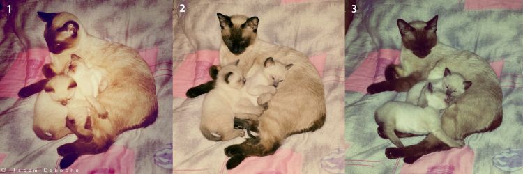 Fonds d'cran Animaux Chats - Chatons La Cordialité de la mère