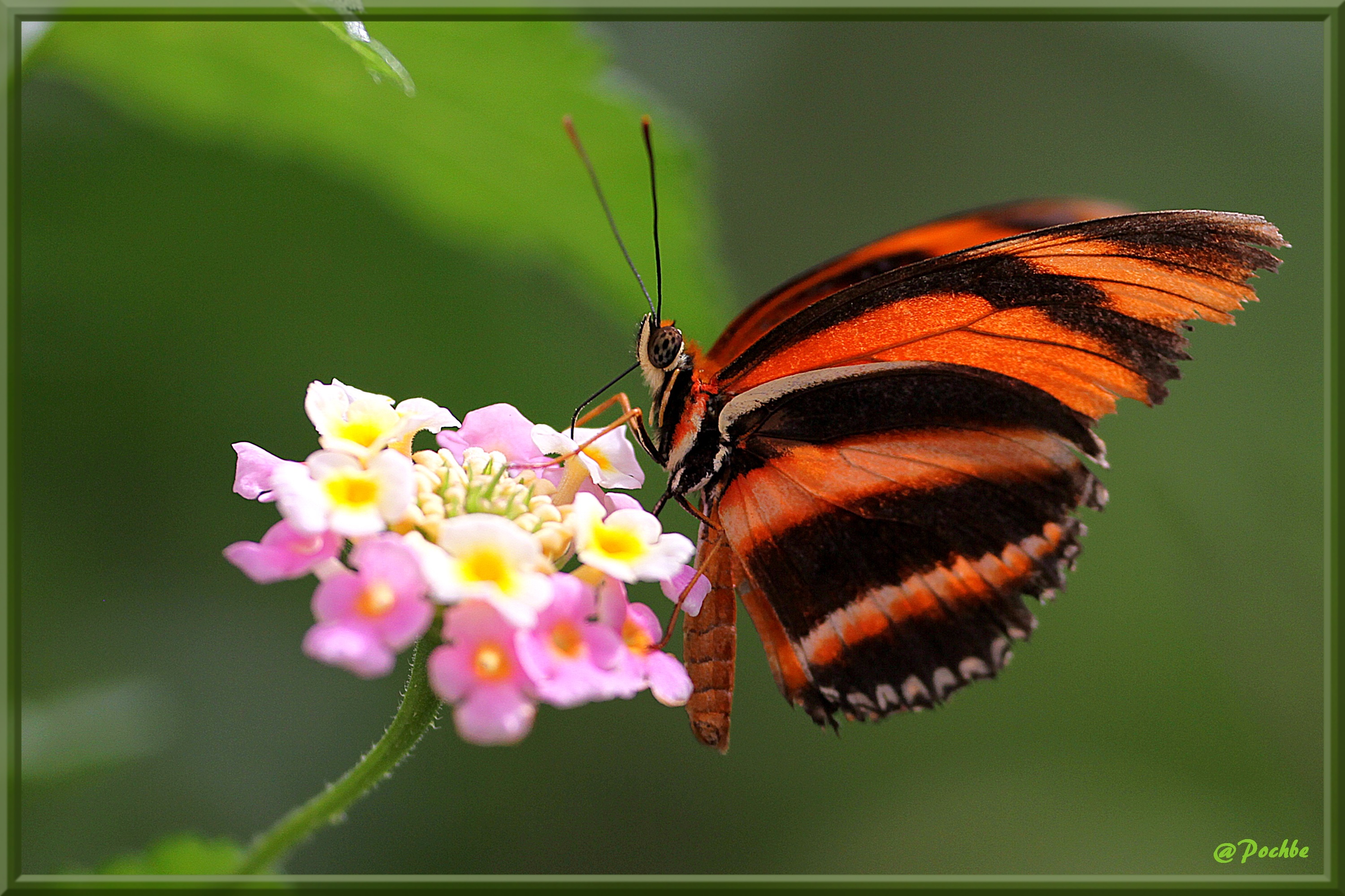 Fonds d'cran Animaux Insectes - Papillons 