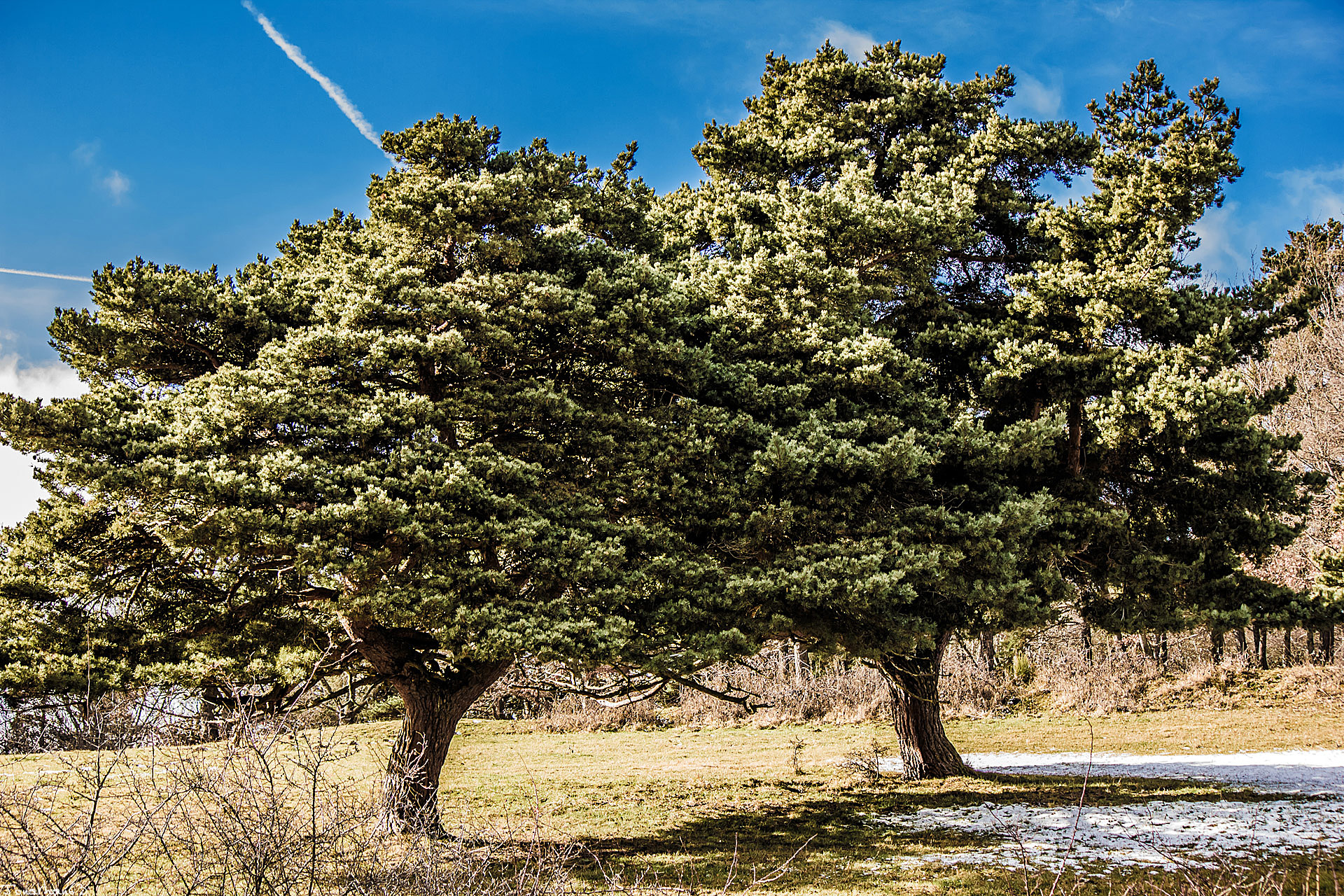 Fonds d'cran Nature Arbres - Forts 