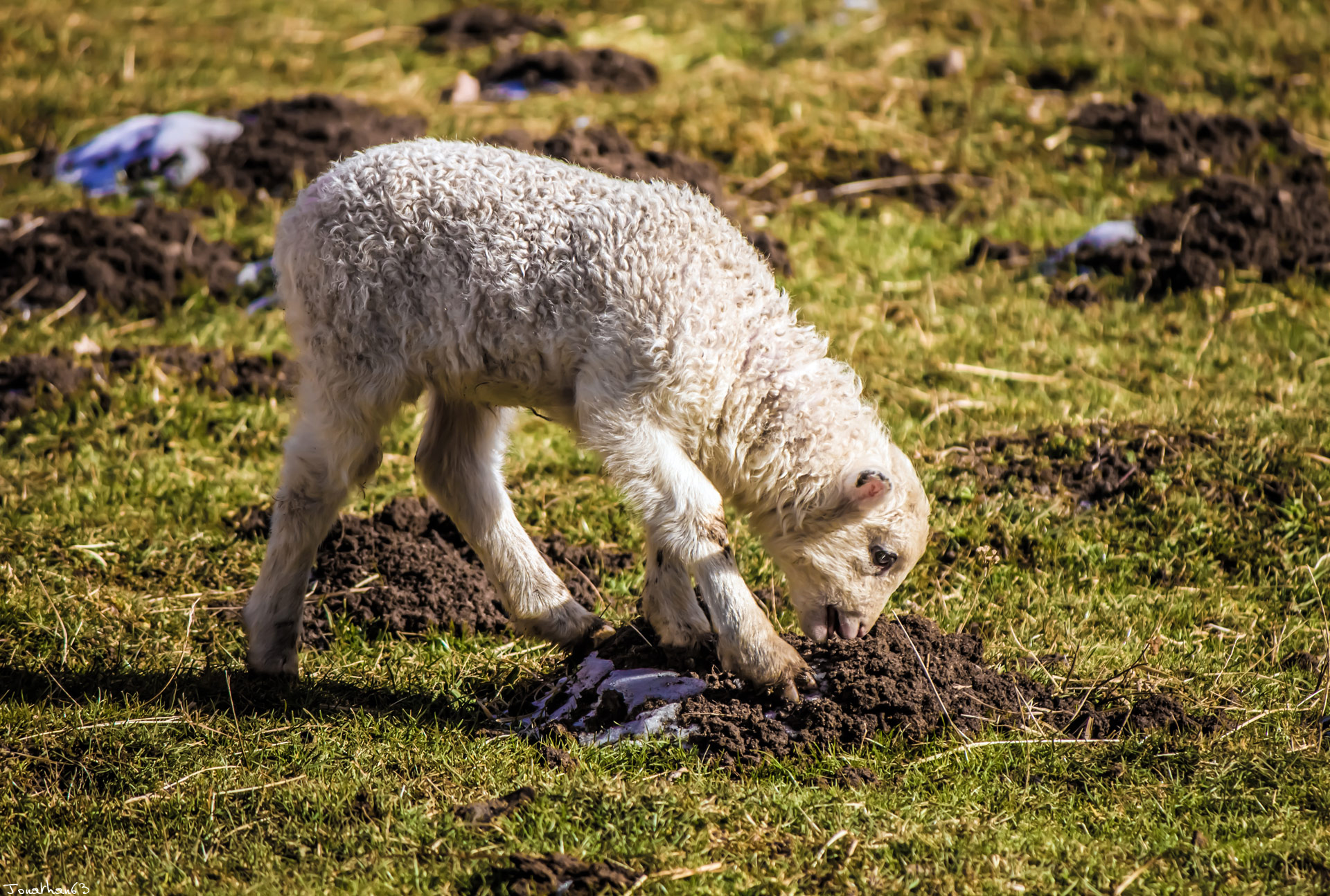 Fonds d'cran Animaux Moutons - Mouflons Agneau