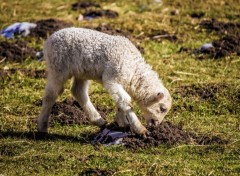  Animaux Agneau