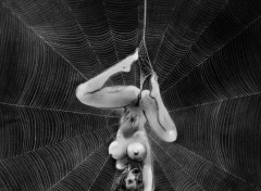 Fonds d'cran Erotic Art Veuve noire - Black Widow