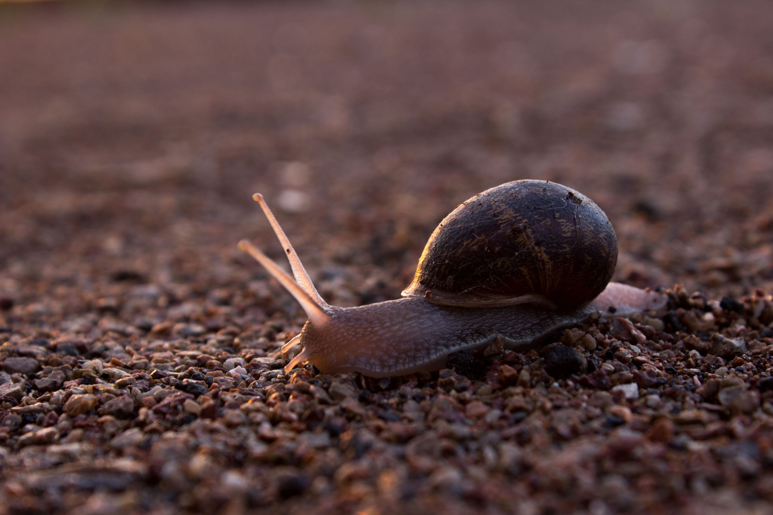 Fonds d'cran Animaux Escargots - Limaces 