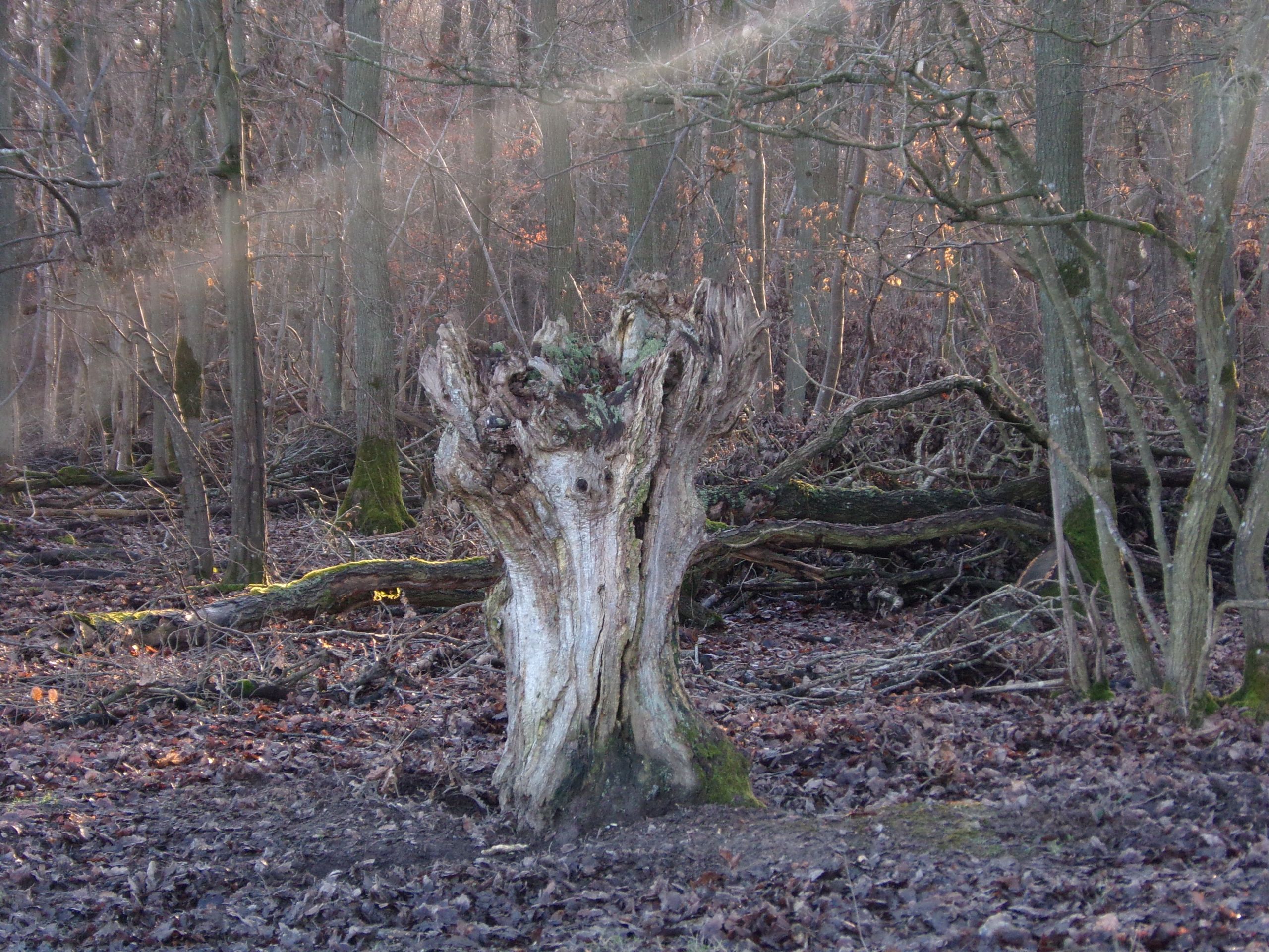 Fonds d'cran Nature Arbres - Forts 