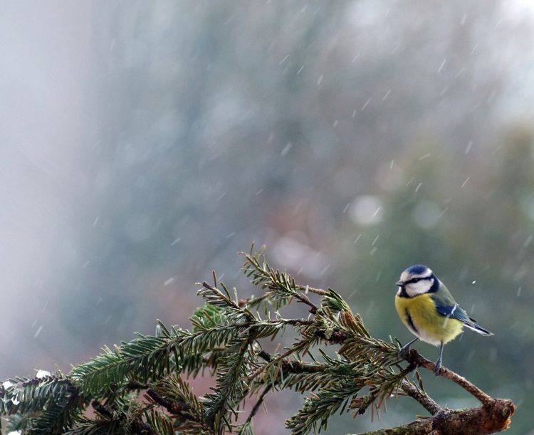 Fonds d'cran Animaux Oiseaux - Divers Wallpaper N396868