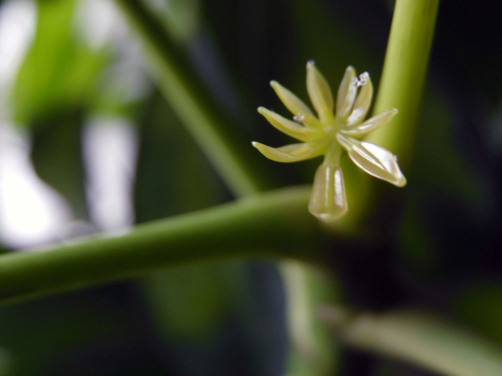 Wallpapers Nature Seasons - Spring Schefflera