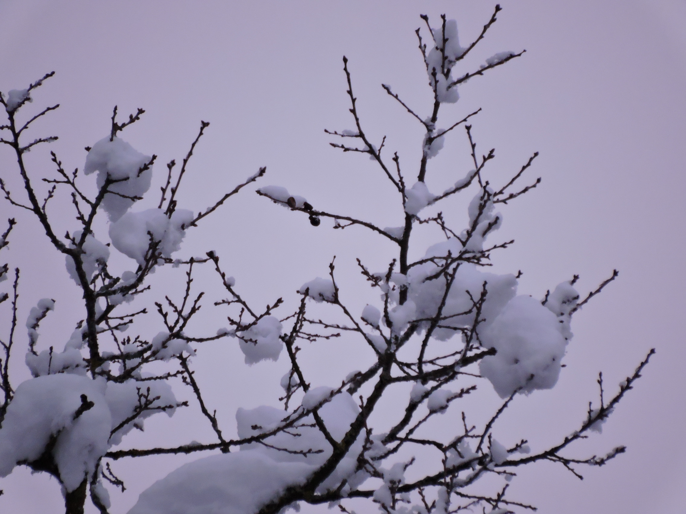 Fonds d'cran Nature Saisons - Hiver 