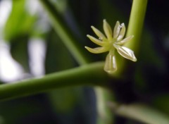  Nature Schefflera