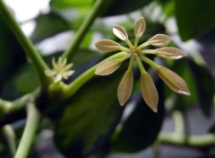 Fonds d'cran Nature Schefflera