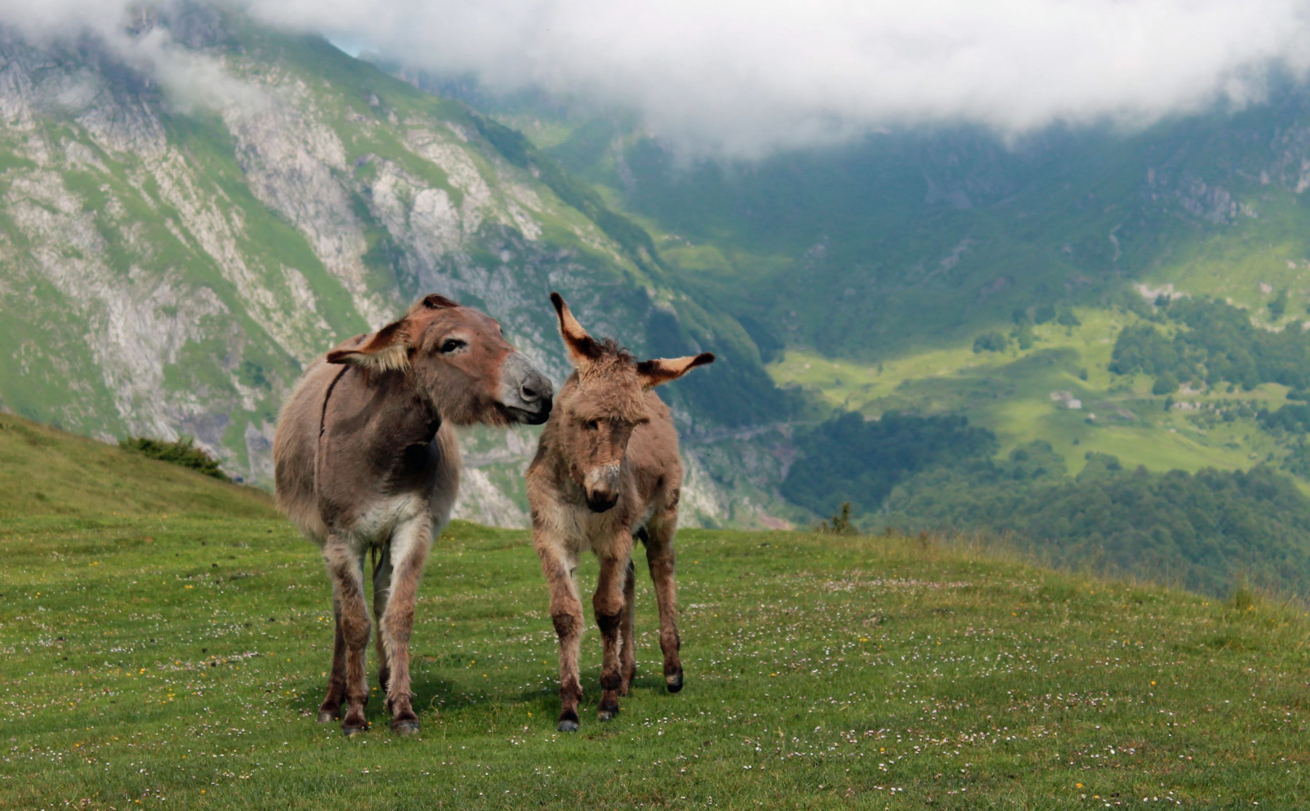 Wallpapers Animals Donkeys 