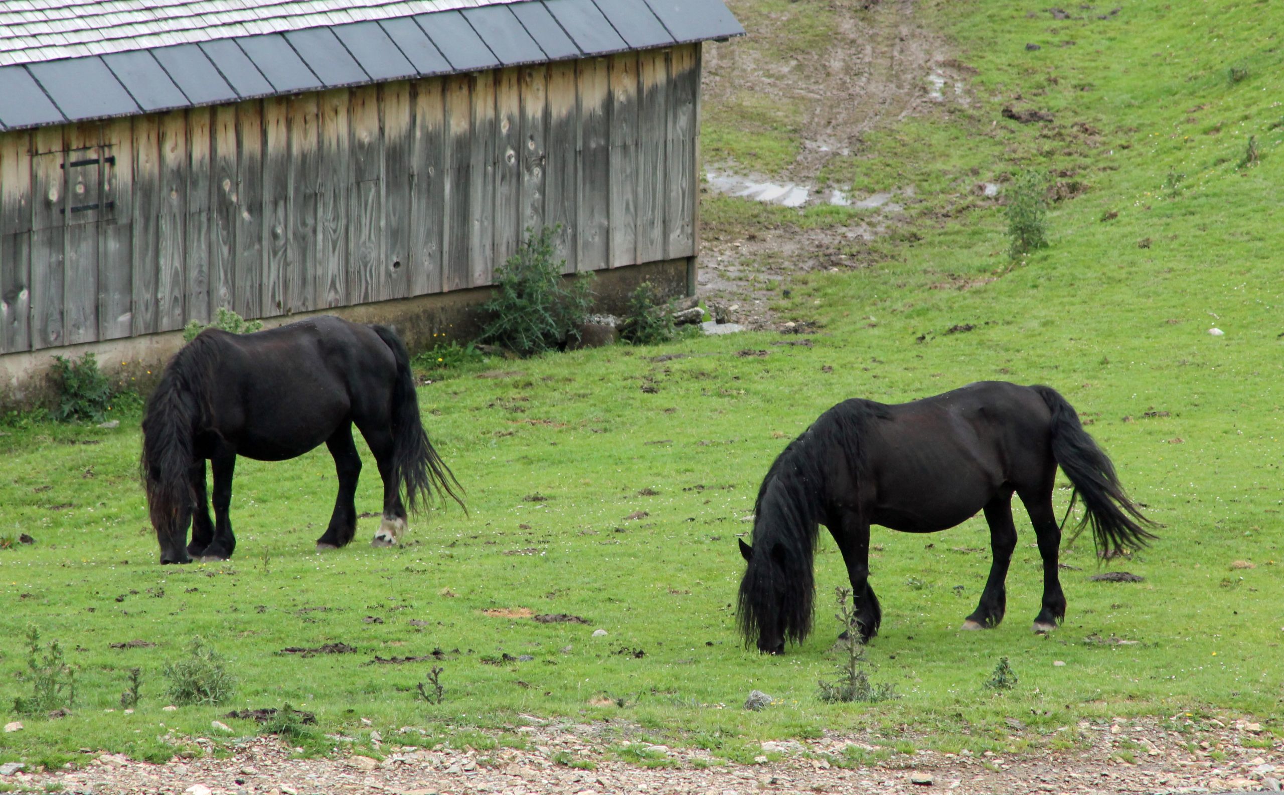 Fonds d'cran Animaux Chevaux 