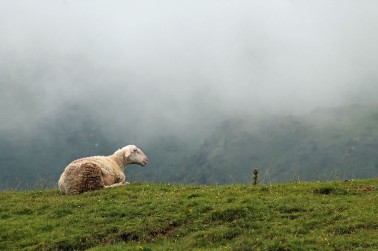 Fonds d'cran Animaux Moutons - Mouflons Wallpaper N397264