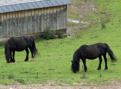  Animaux Image sans titre N397263