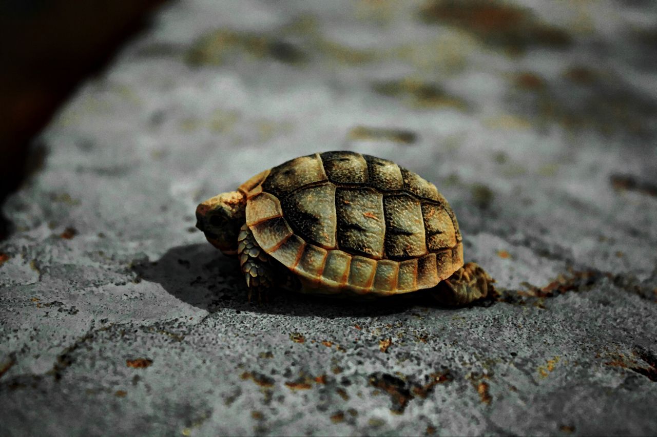 Fonds d'cran Animaux Tortues 