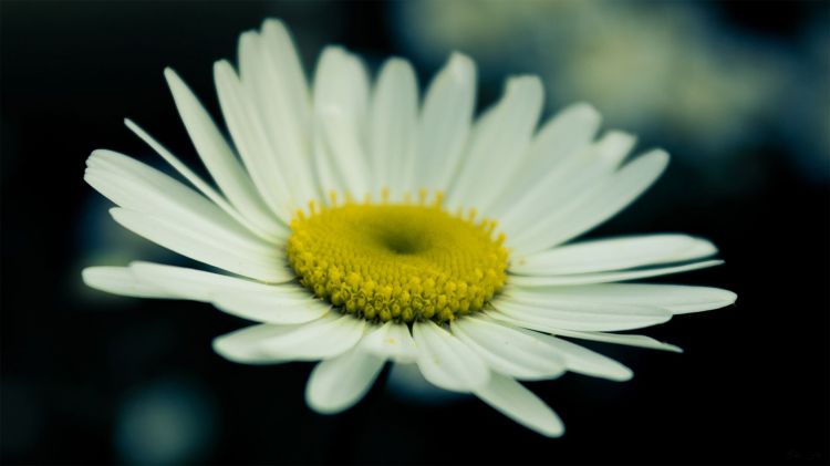 Wallpapers Nature Flowers Marguerite