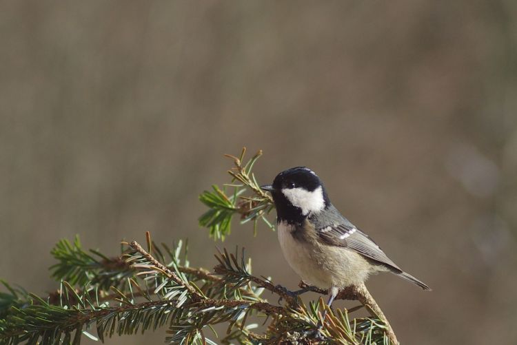 Fonds d'cran Animaux Oiseaux - Msanges Wallpaper N397412