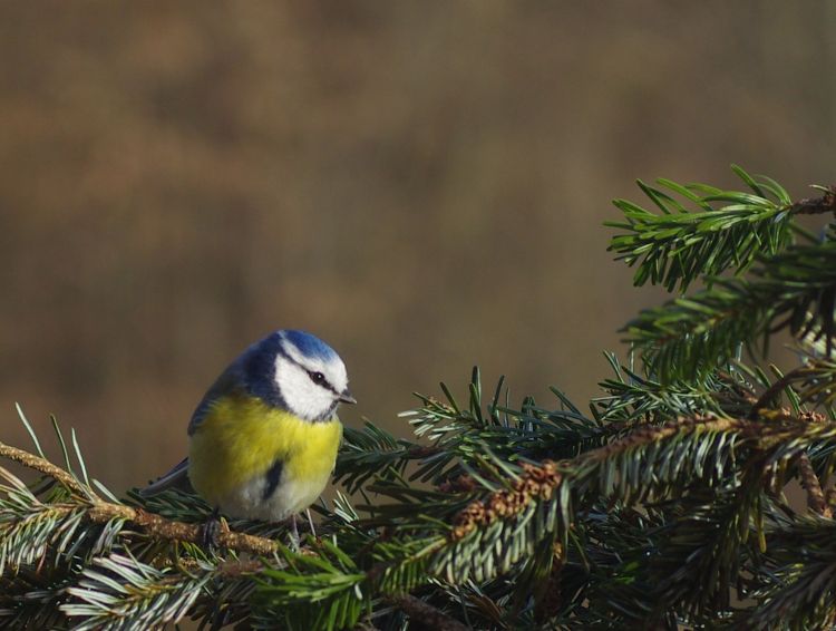 Fonds d'cran Animaux Oiseaux - Msanges Wallpaper N397485