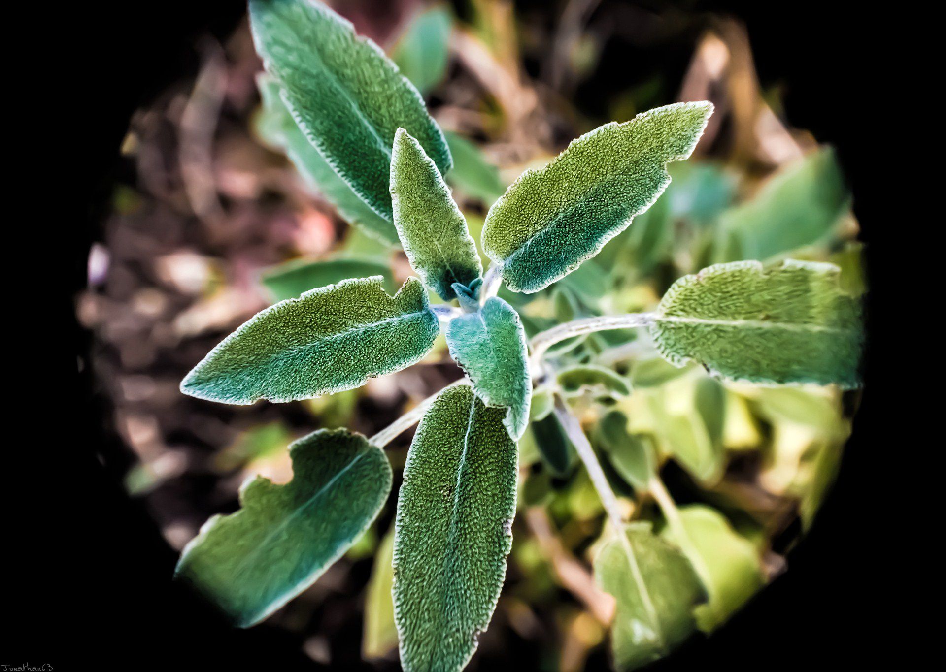 Fonds d'cran Nature Plantes - Arbustes 