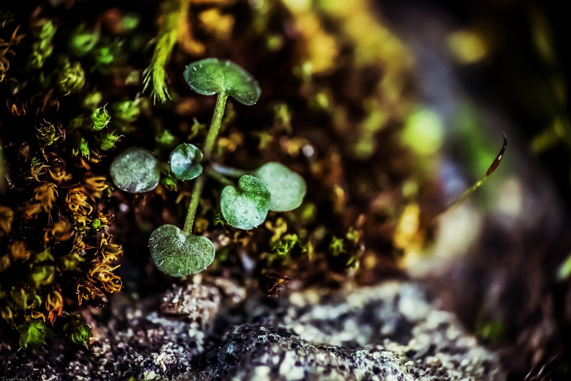 Fonds d'cran Nature Mousses - Lichens 