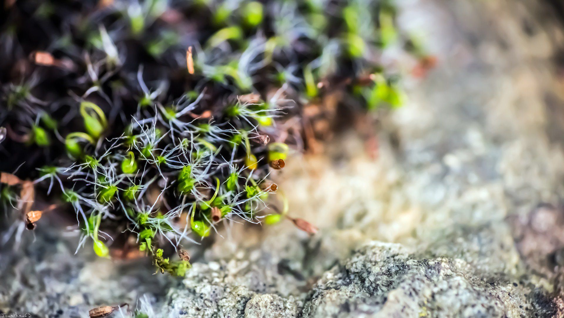 Fonds d'cran Nature Mousses - Lichens 