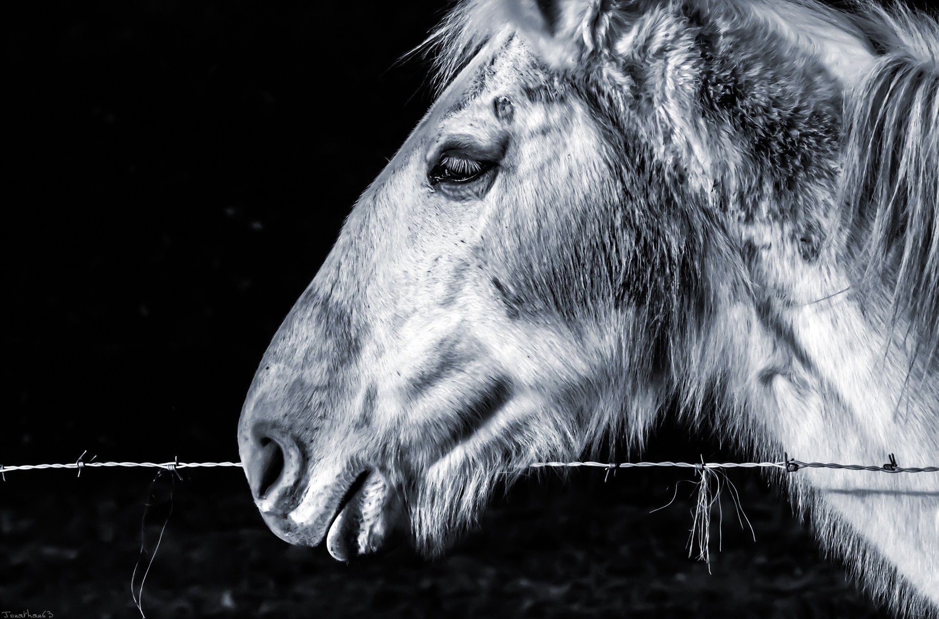 Fonds d'cran Animaux Chevaux 