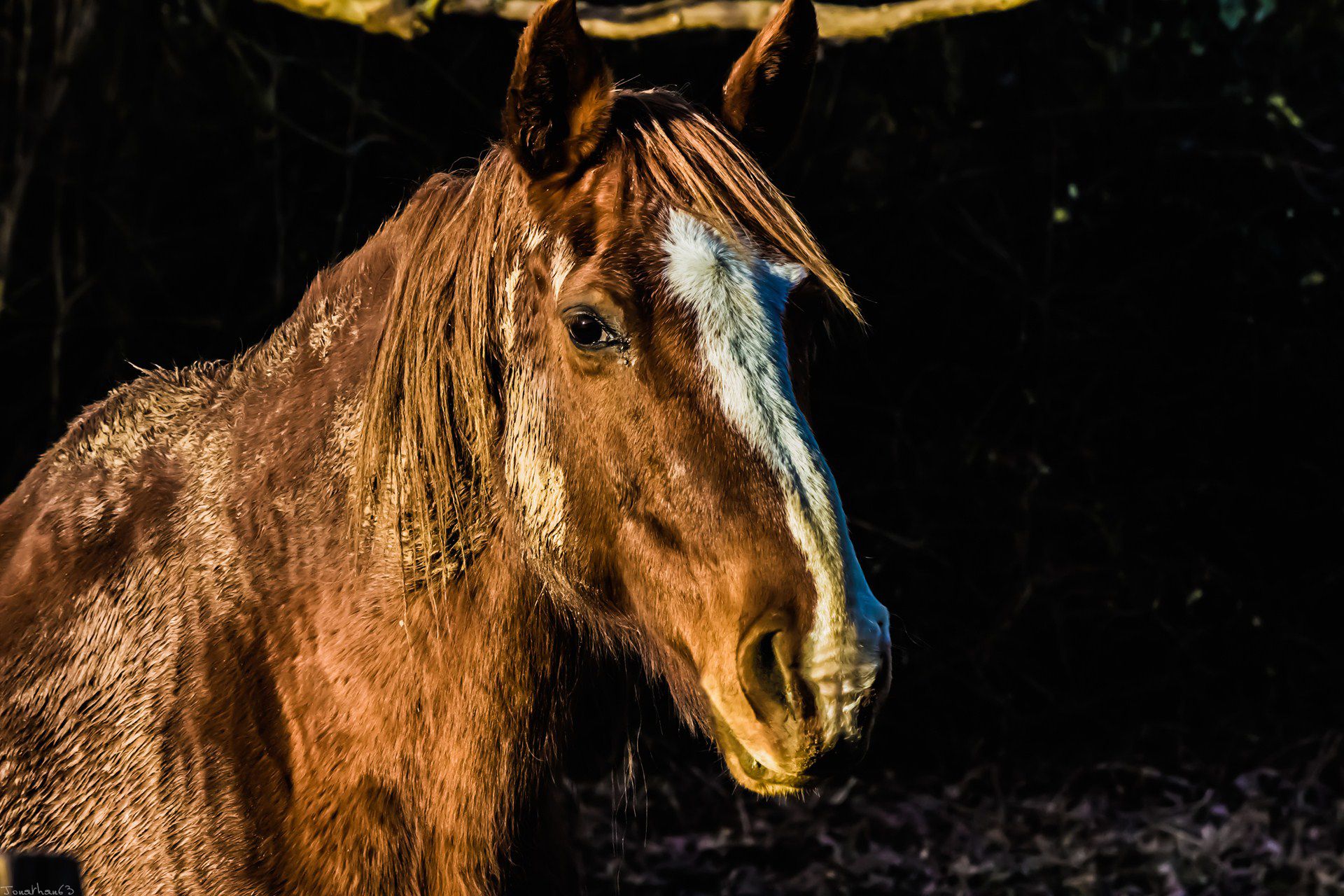 Fonds d'cran Animaux Chevaux 