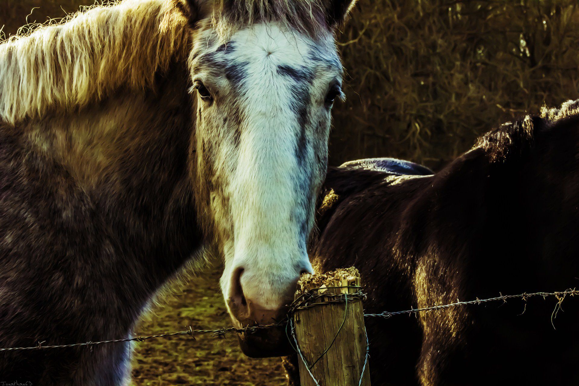 Fonds d'cran Animaux Chevaux 