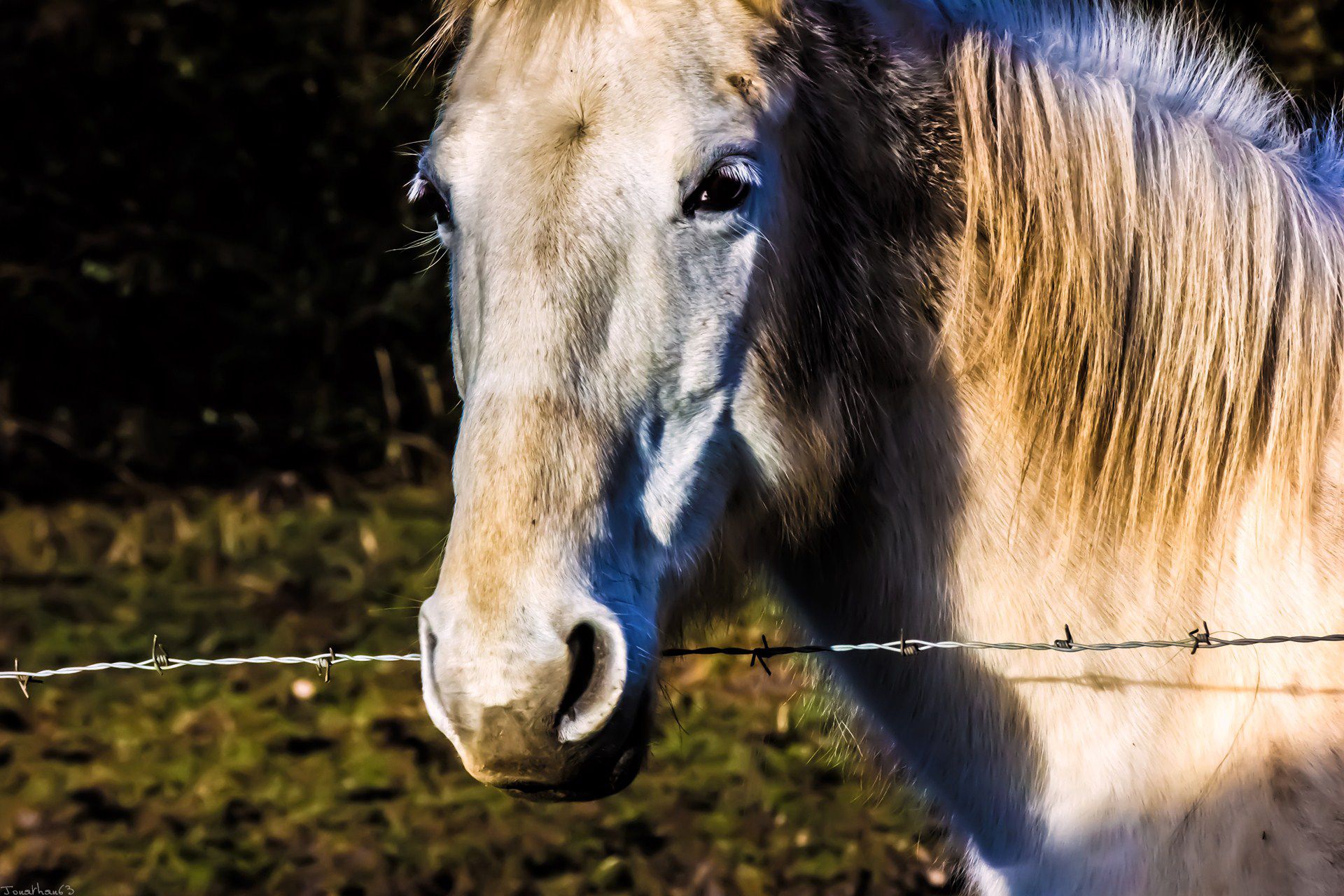 Fonds d'cran Animaux Chevaux 