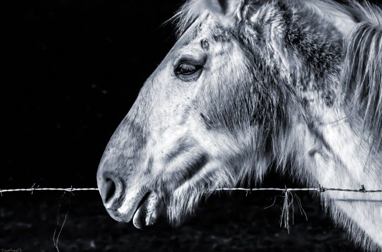 Fonds d'cran Animaux Chevaux Wallpaper N397497