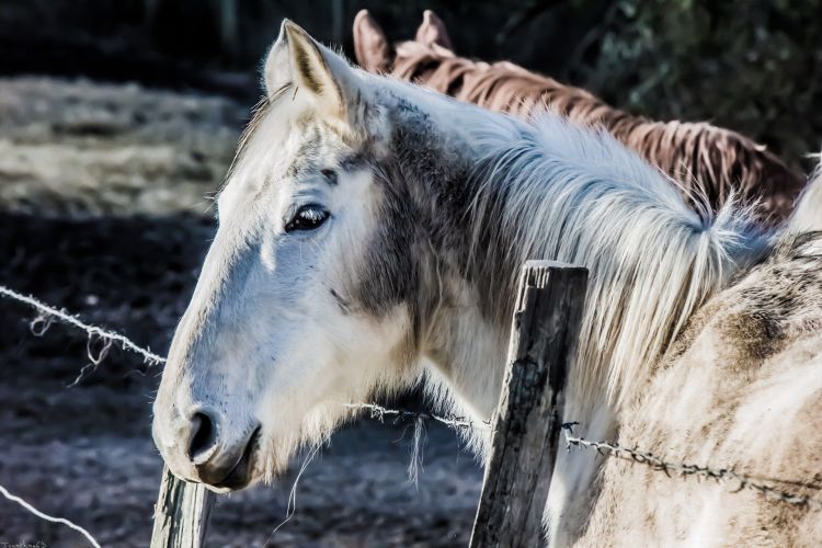 Fonds d'cran Animaux Chevaux Wallpaper N397499