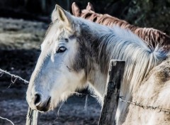  Animaux Image sans titre N397499