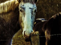  Animaux Image sans titre N397500