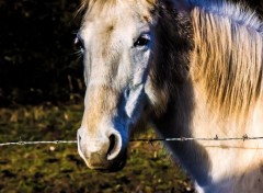  Animaux Image sans titre N397501