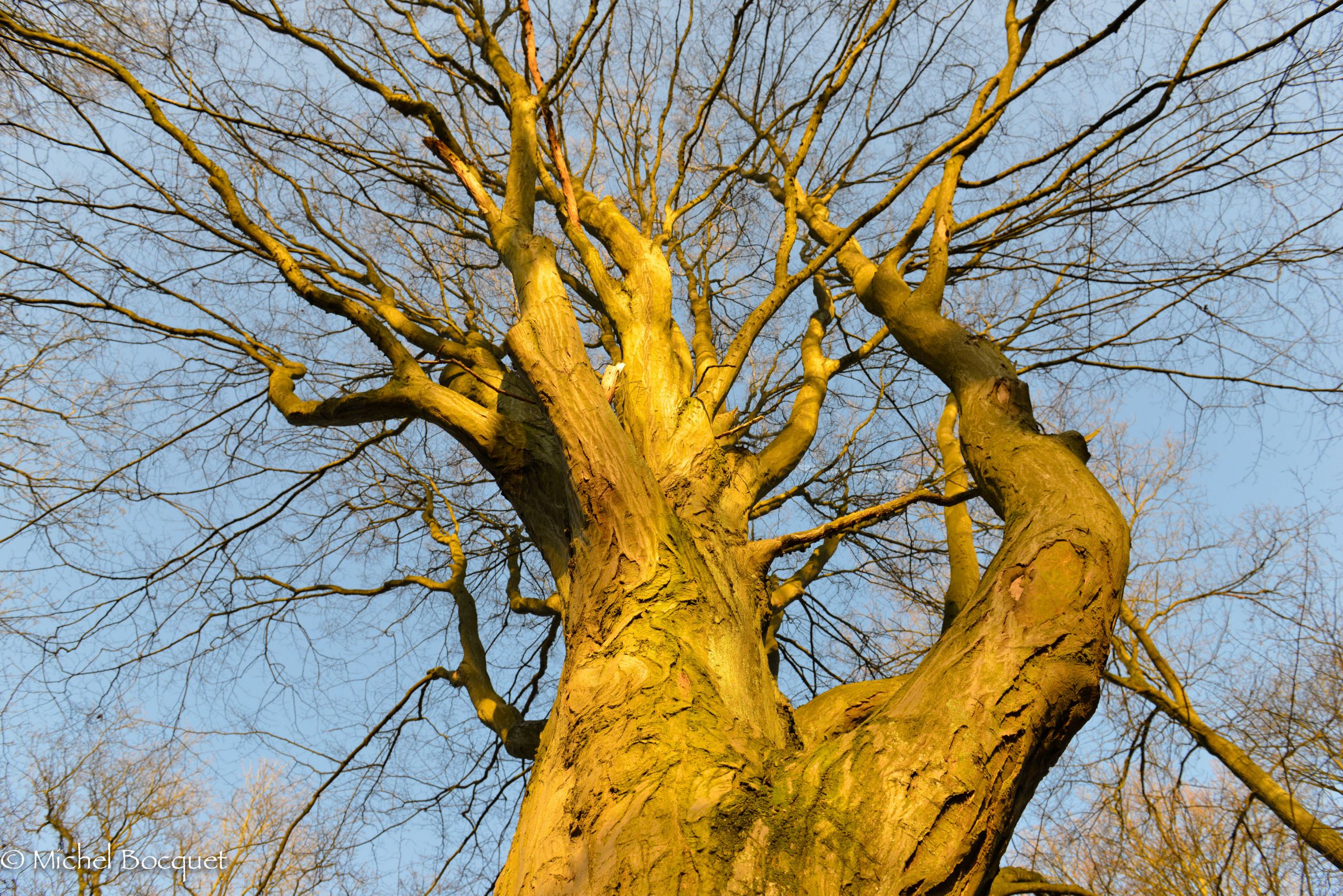 Fonds d'cran Nature Arbres - Forts Arbre