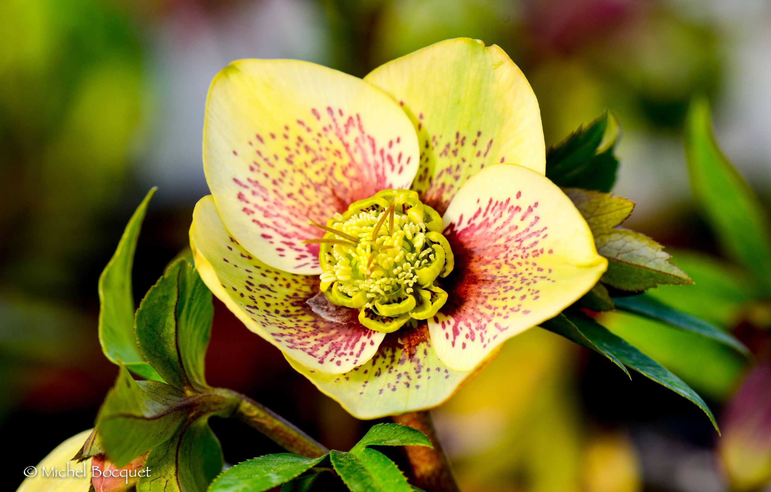 Fonds d'cran Nature Fleurs Helleborus