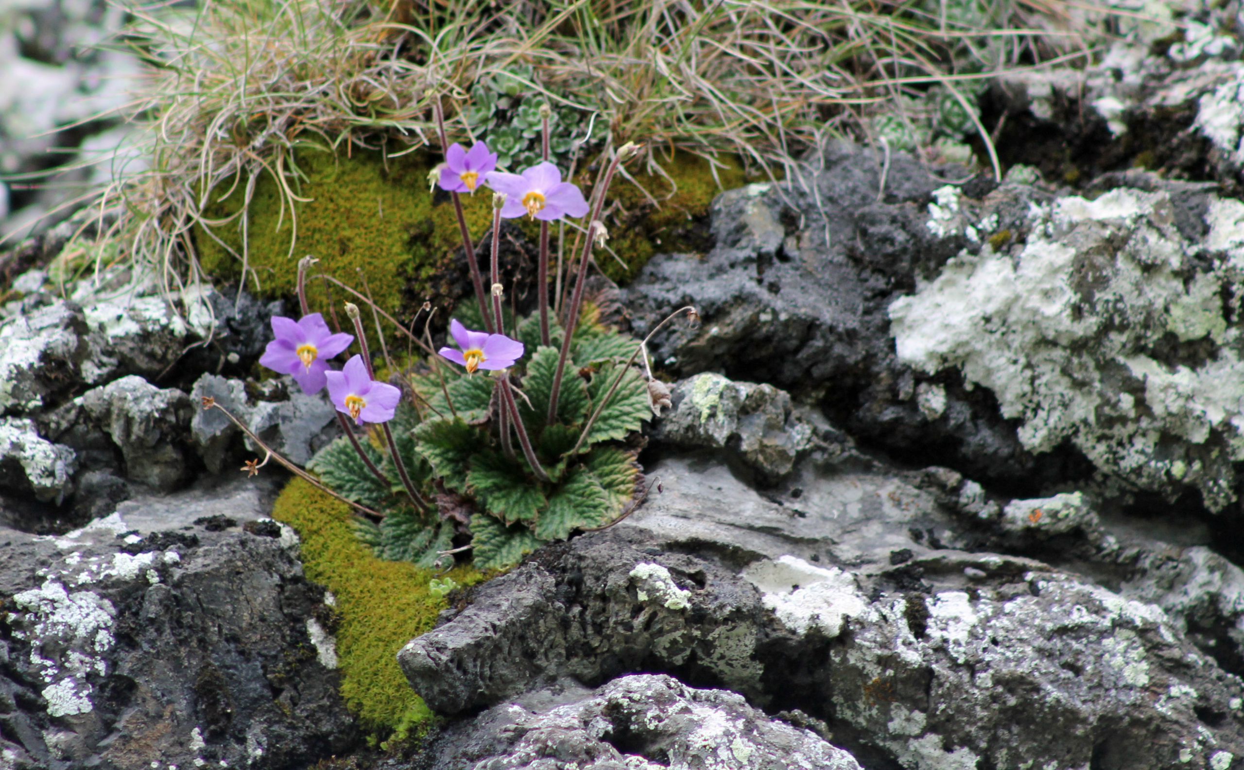 Wallpapers Nature Flowers 