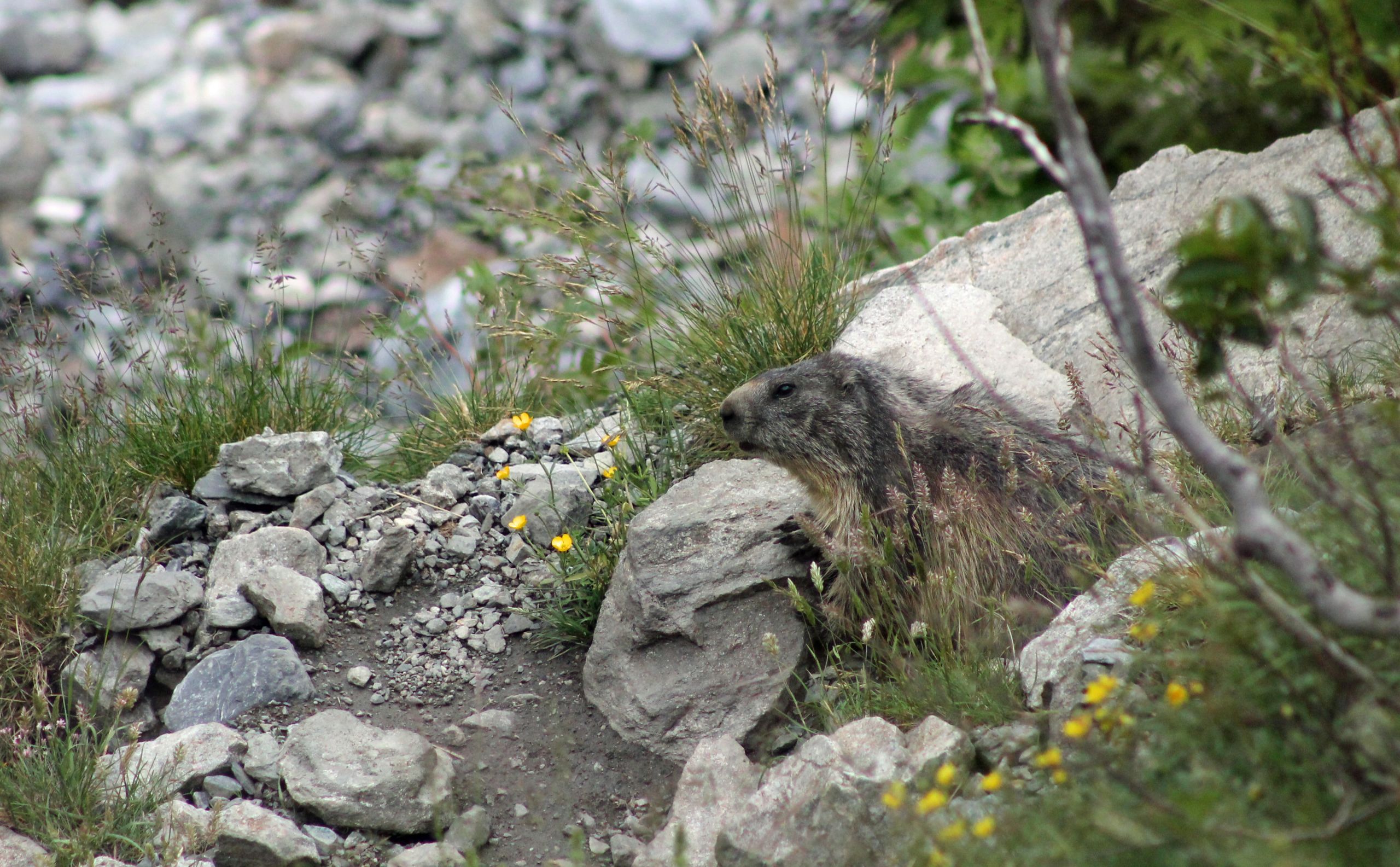 Fonds d'cran Animaux Marmottes 