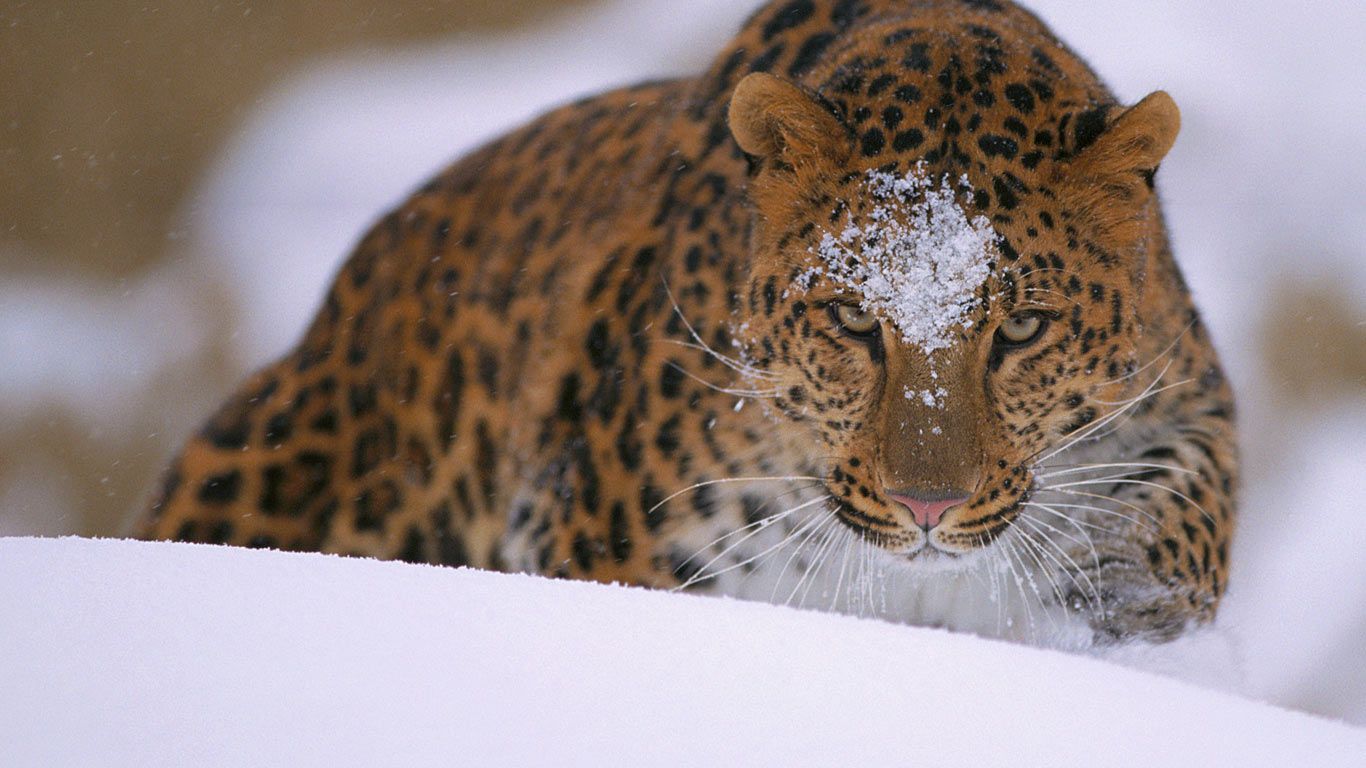 Fonds d'cran Animaux Flins - Lopards Léopard de l'Amour