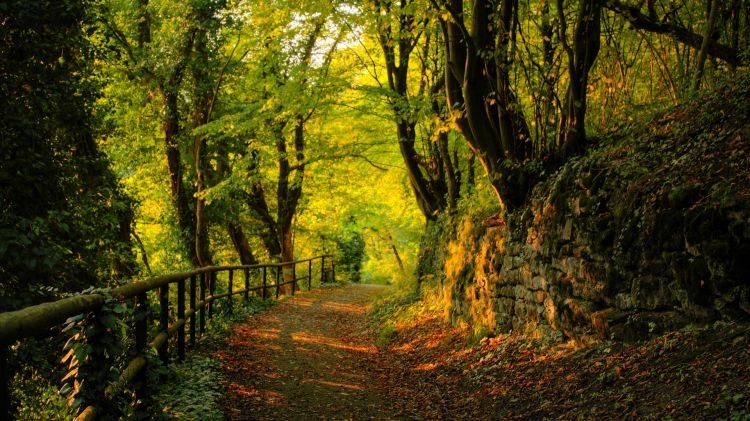 Wallpapers Nature Paths Wallpaper N397523