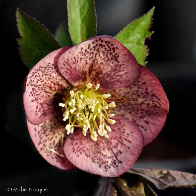 Fonds d'cran Nature Fleurs Helleborus