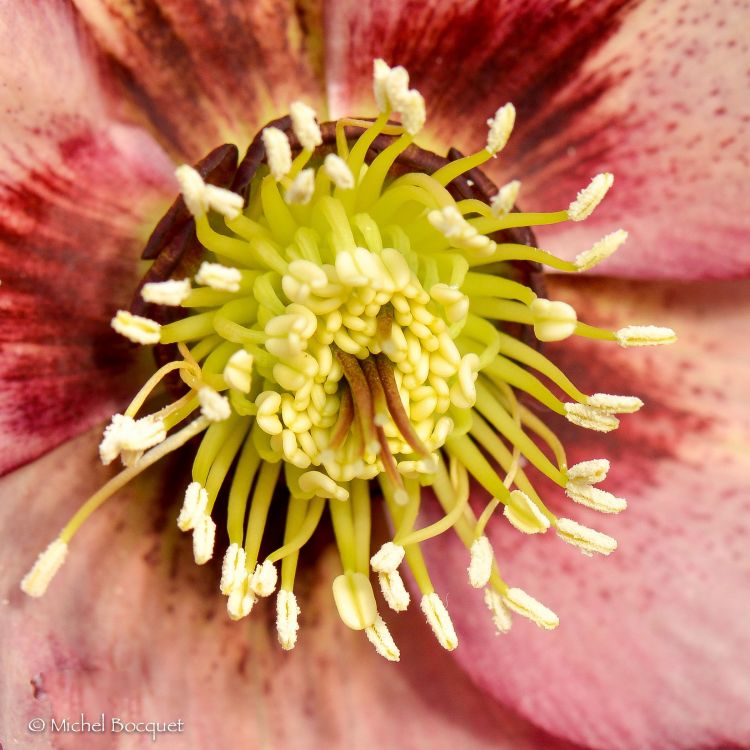 Fonds d'cran Nature Fleurs Helleborus