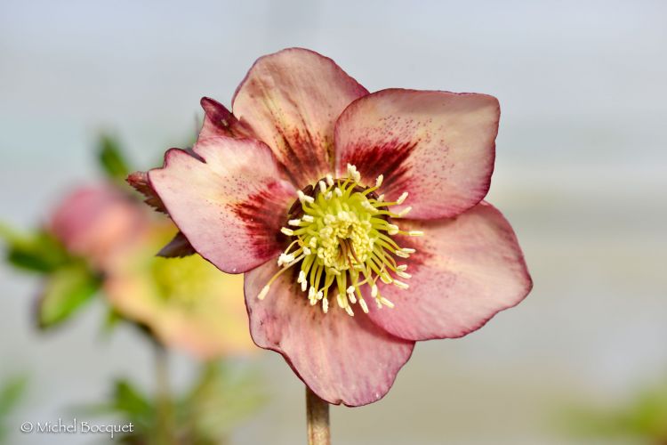 Fonds d'cran Nature Fleurs Helleborus