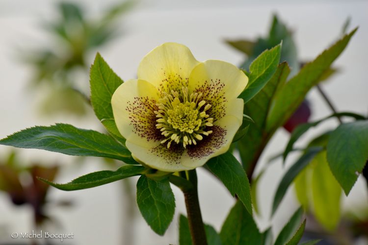 Fonds d'cran Nature Fleurs Helleborus