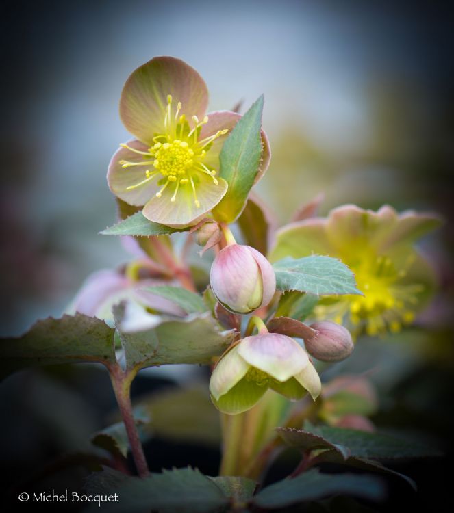 Fonds d'cran Nature Fleurs Helleborus