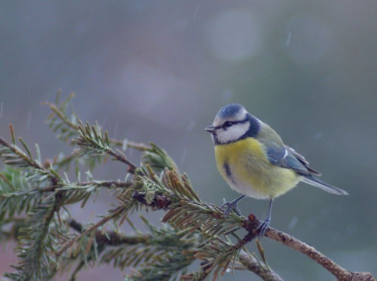 Fonds d'cran Animaux Oiseaux - Msanges Wallpaper N397790