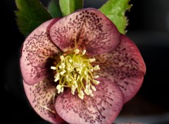  Nature Helleborus