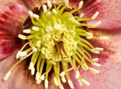  Nature Helleborus